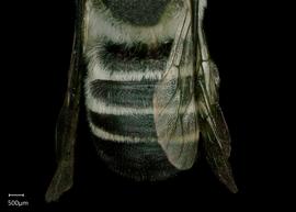   Austrochile resinifera  female abdomen, photo: Shaun Heller 
